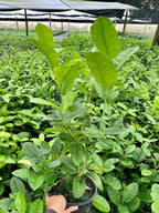 Ponderosa Lemon Tree. Indoor Citrus Tree | Giant Lemons