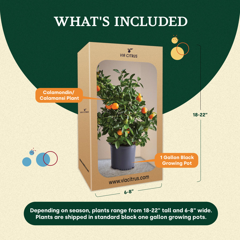 Calamondin / Calamansi Indoor Citrus Tree.
