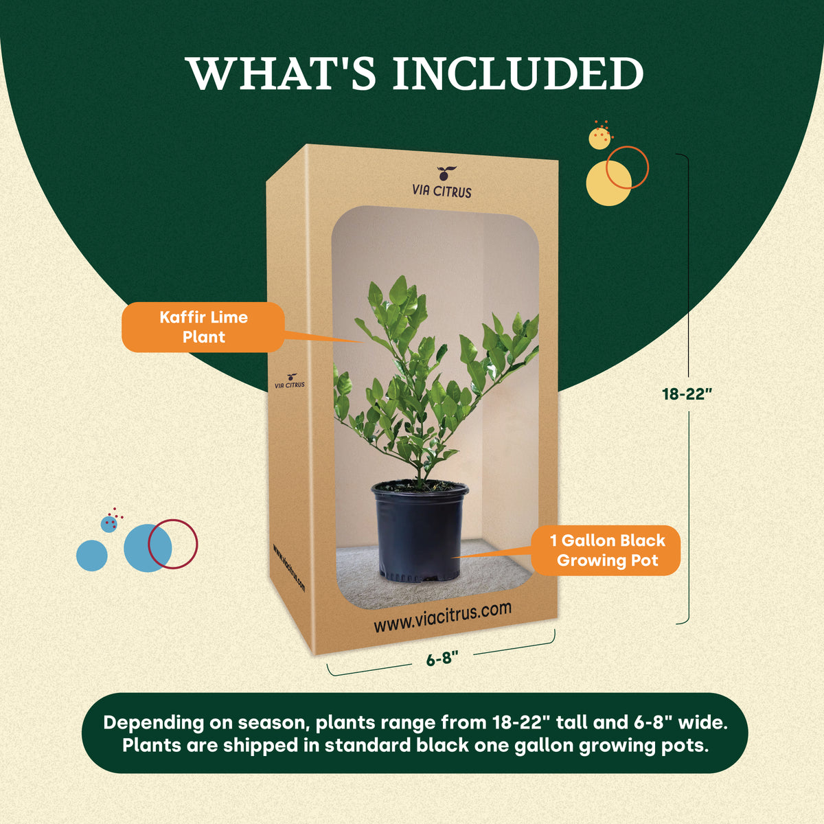 Kaffir Lime