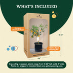 Kumquat (Grafted), Indoor Outdoor Citrus Tree