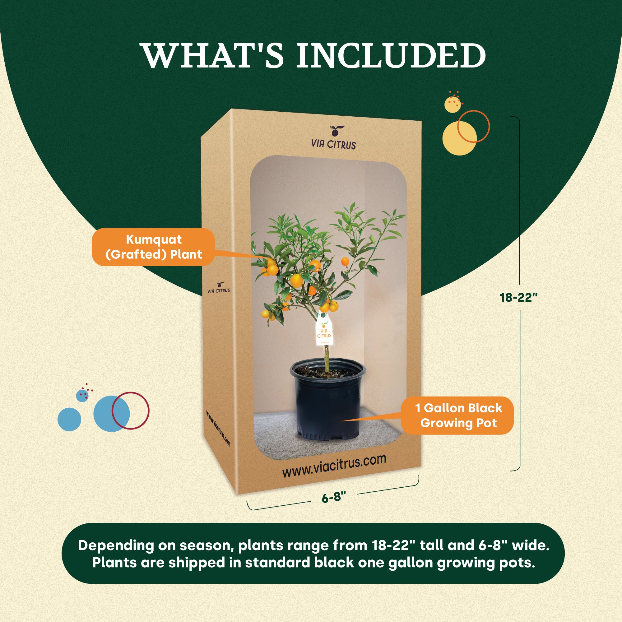 Kumquat (Grafted), Indoor Outdoor Citrus Tree