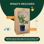 Meyer Lemon Indoor Citrus Tree
