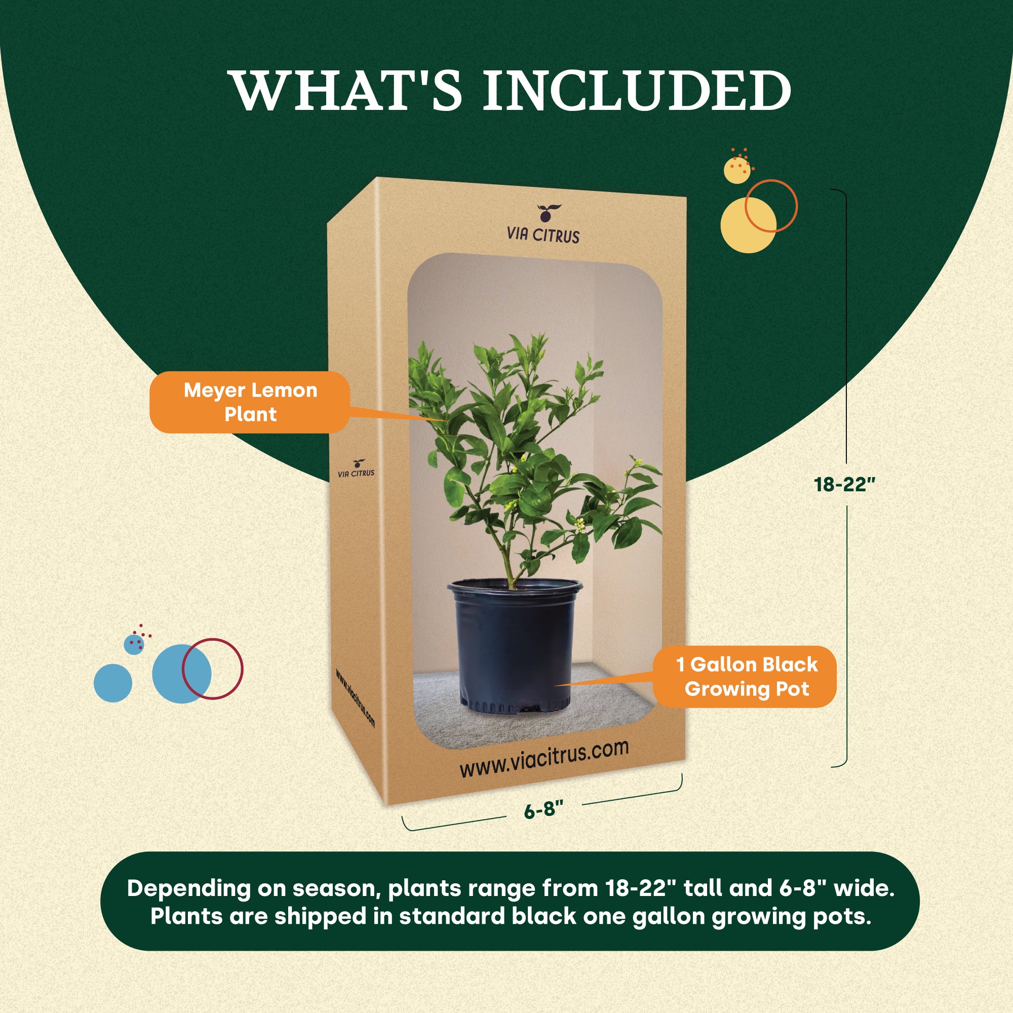 Meyer Lemon Indoor Citrus Tree