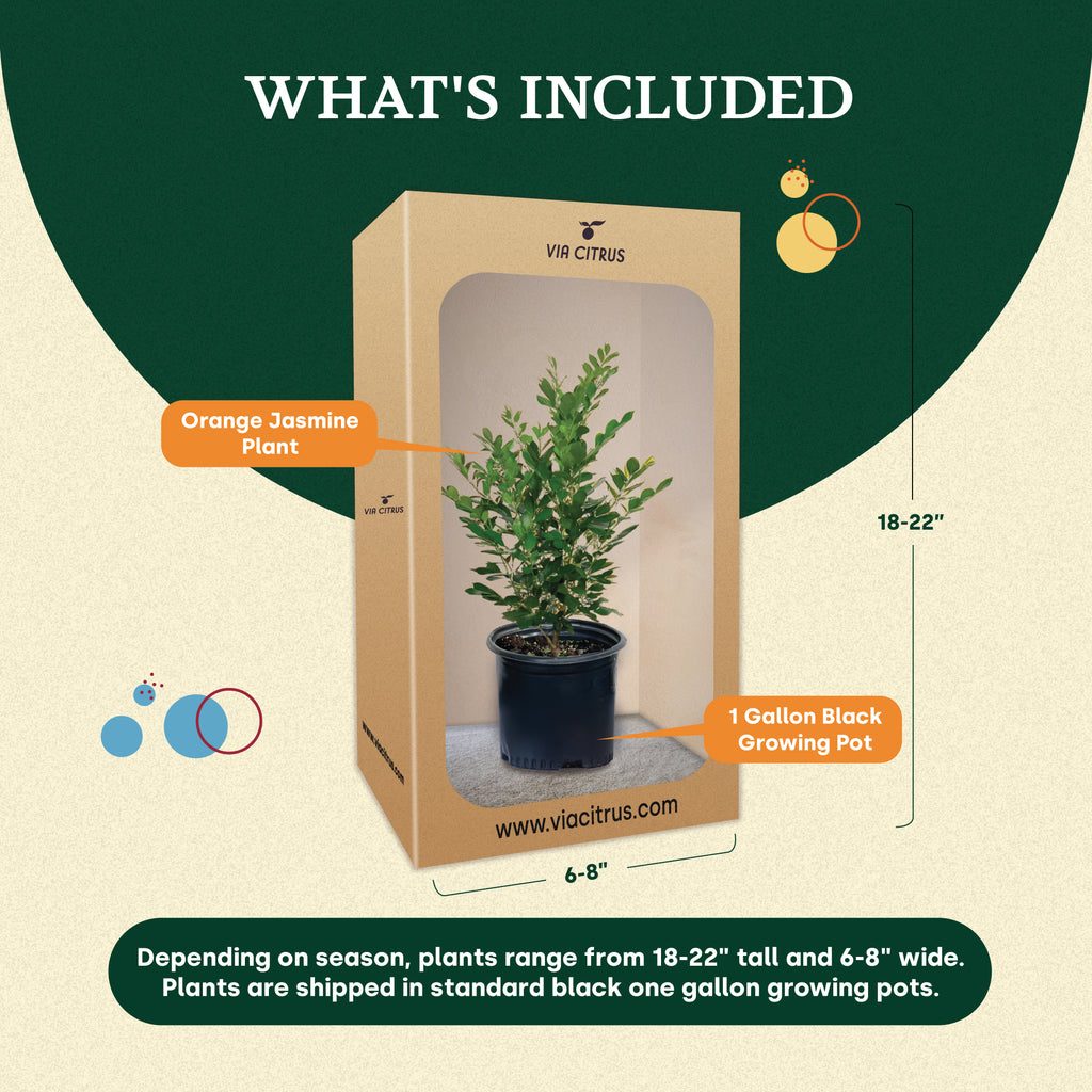 Orange Jasmine Tree. Murraya Paniculata | Fragrant Indoor