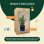 Orange Jasmine Tree. Murraya Paniculata | Fragrant Indoor