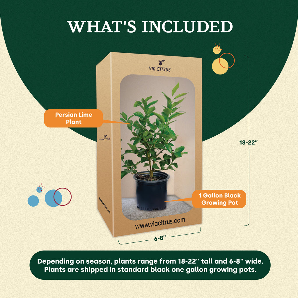 Persian Lime Tree. Indoor Outdoor Citrus Plant Gift