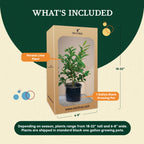 Persian Lime Tree. Indoor Outdoor Citrus Plant Gift