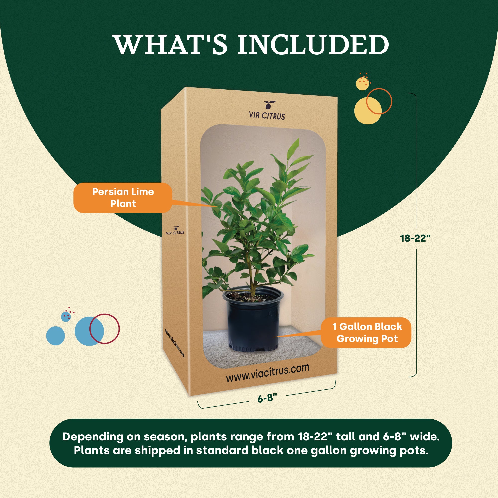 Persian Lime Tree. Indoor Outdoor Citrus Plant Gift