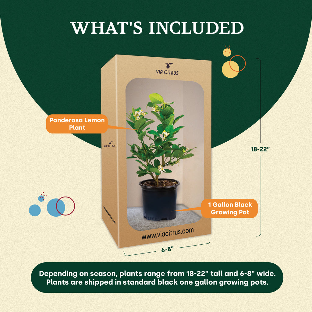 Ponderosa Lemon Tree. Indoor Citrus Tree | Giant Lemons