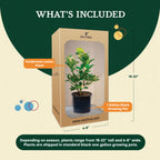 Ponderosa Lemon Tree. Indoor Citrus Tree | Giant Lemons