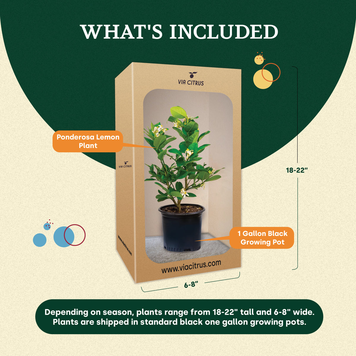 lemon pot plant Ponderosa Lemon Tree. Indoor Citrus Tree | Giant Lemons