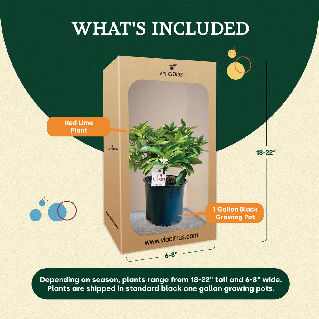 Red Lime Tree. Indoor Outdoor Citrus |  Rare Rangpur Lime