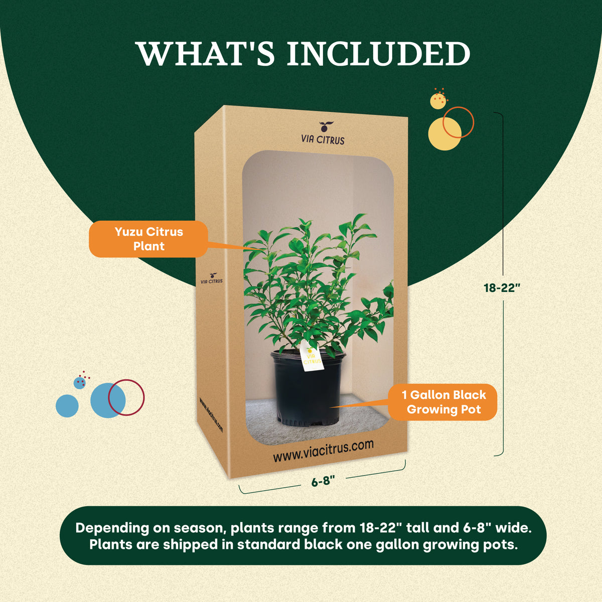 Yuzu Citrus Tree. Indoor Outdoor Citrus, Rare Variety
