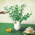 Yuzu Citrus Tree. Indoor Outdoor Citrus, Rare Variety