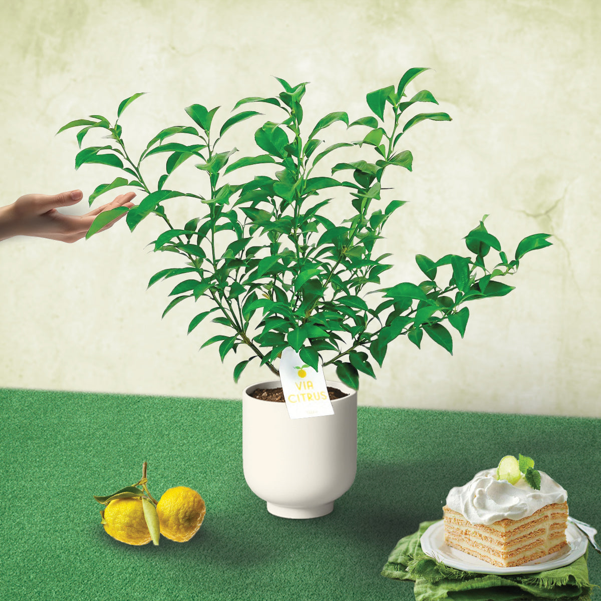 Yuzu Citrus Tree. Indoor Outdoor Citrus, Rare Variety