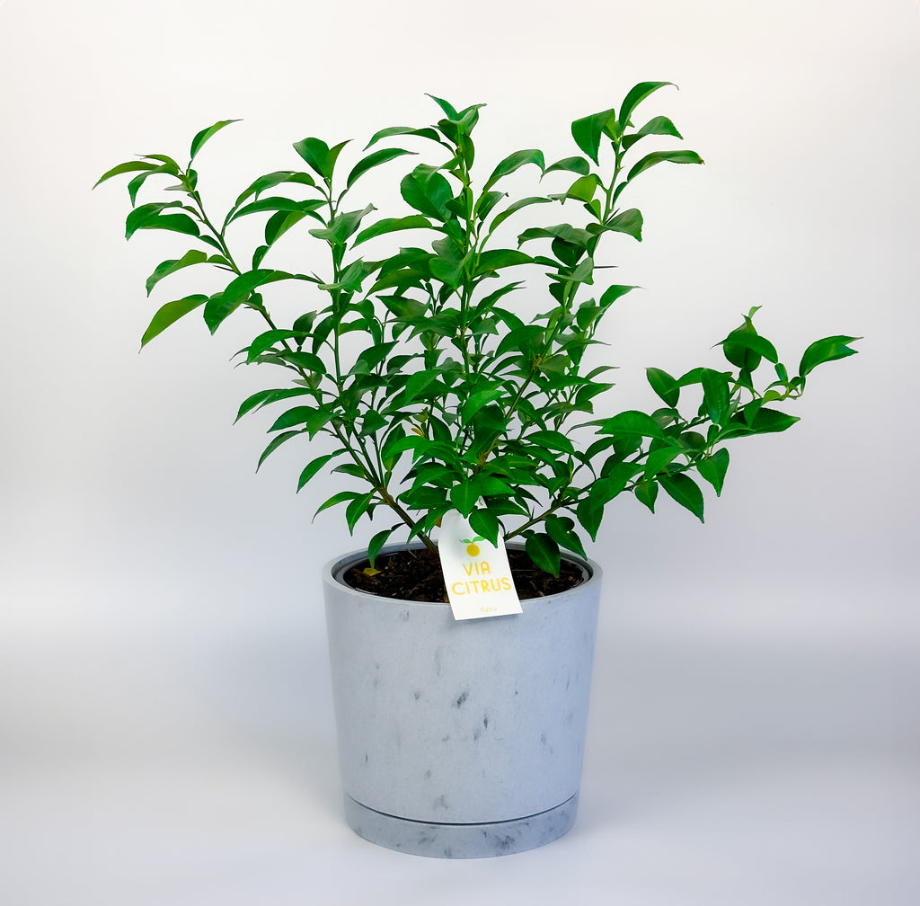 Yuzu Citrus Tree. Indoor Outdoor Citrus, Rare Variety
