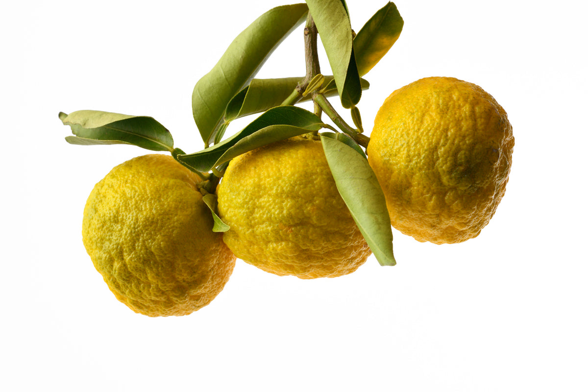 Yuzu Citrus