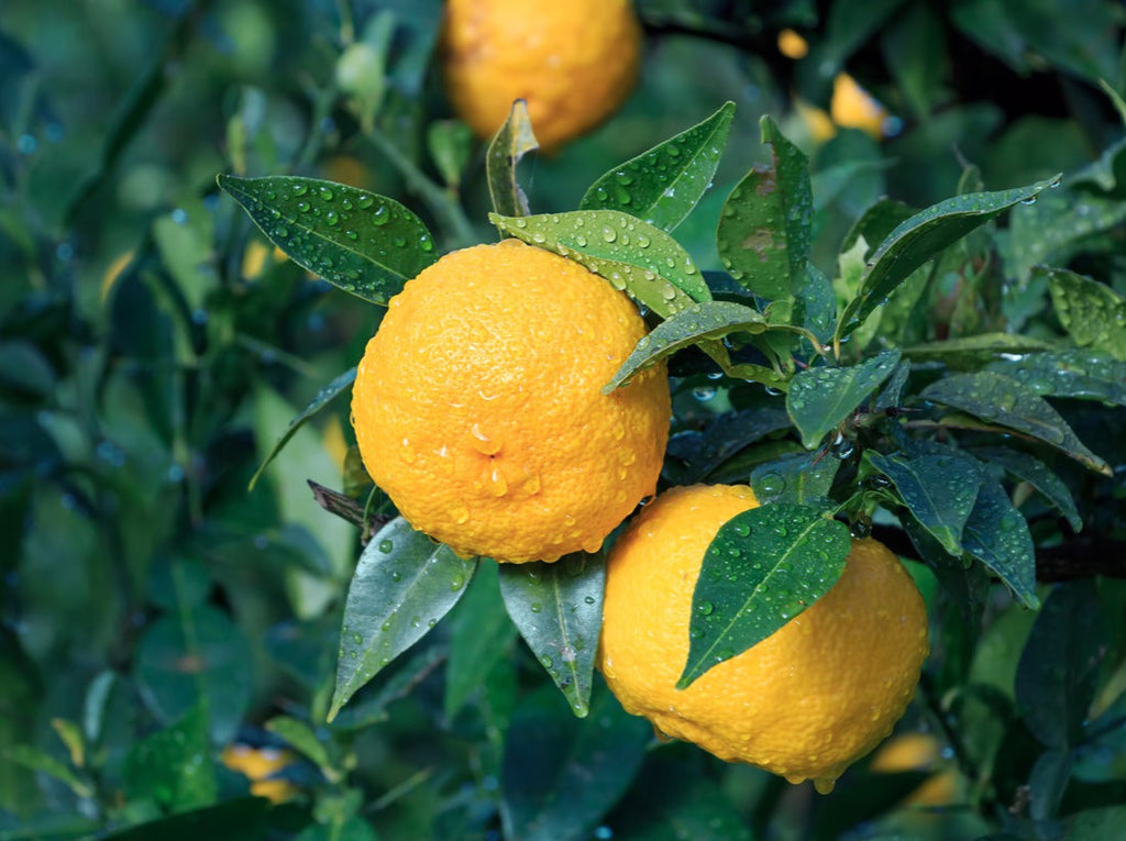 Yuzu Citrus Tree. Indoor Outdoor Citrus, Rare Variety