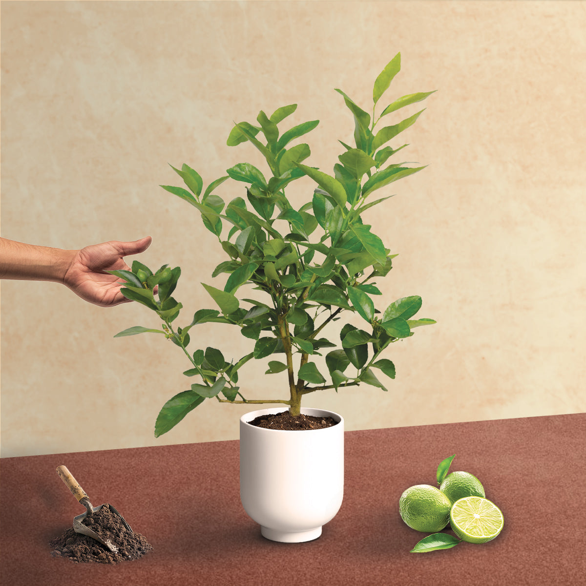 Persian Lime Tree. Indoor Outdoor Citrus Plant Gift