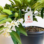 Red Lime Tree. Indoor Outdoor Citrus |  Rare Rangpur Lime