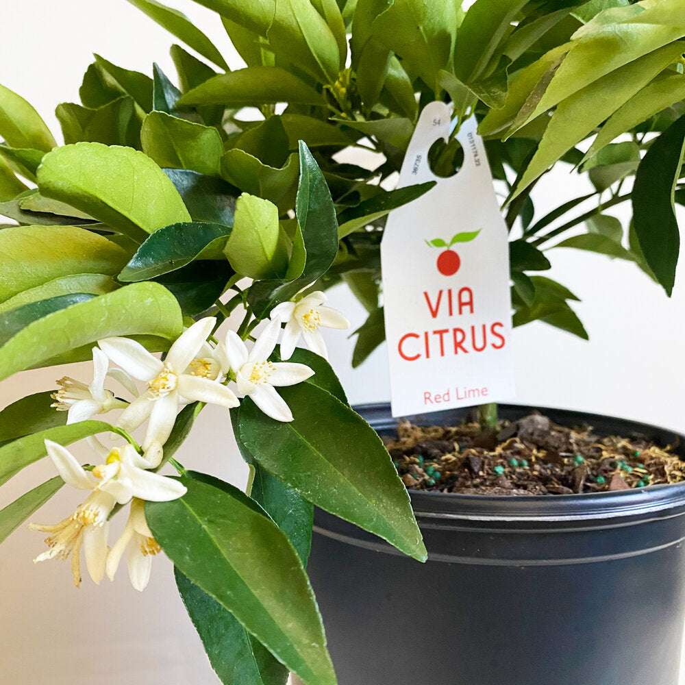 Red Lime Tree. Indoor Outdoor Citrus |  Rare Rangpur Lime