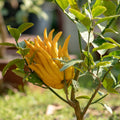 Buddha's Hand