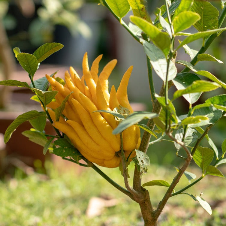 Buddha's Hand