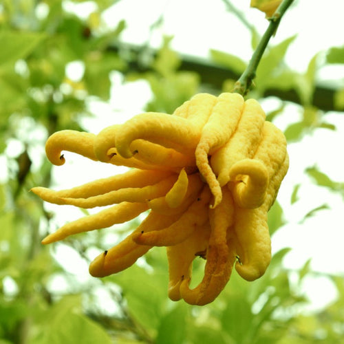 Buddha's Hand